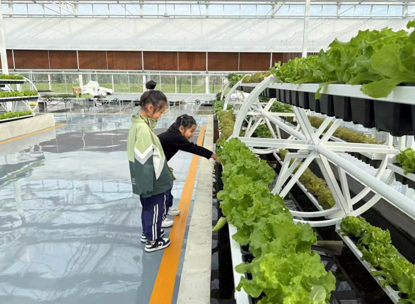 智慧農業“種”出新圖景 家門口就業鋪就振興路——平橋區五里鎮農業技術開發賦能鄉村發展